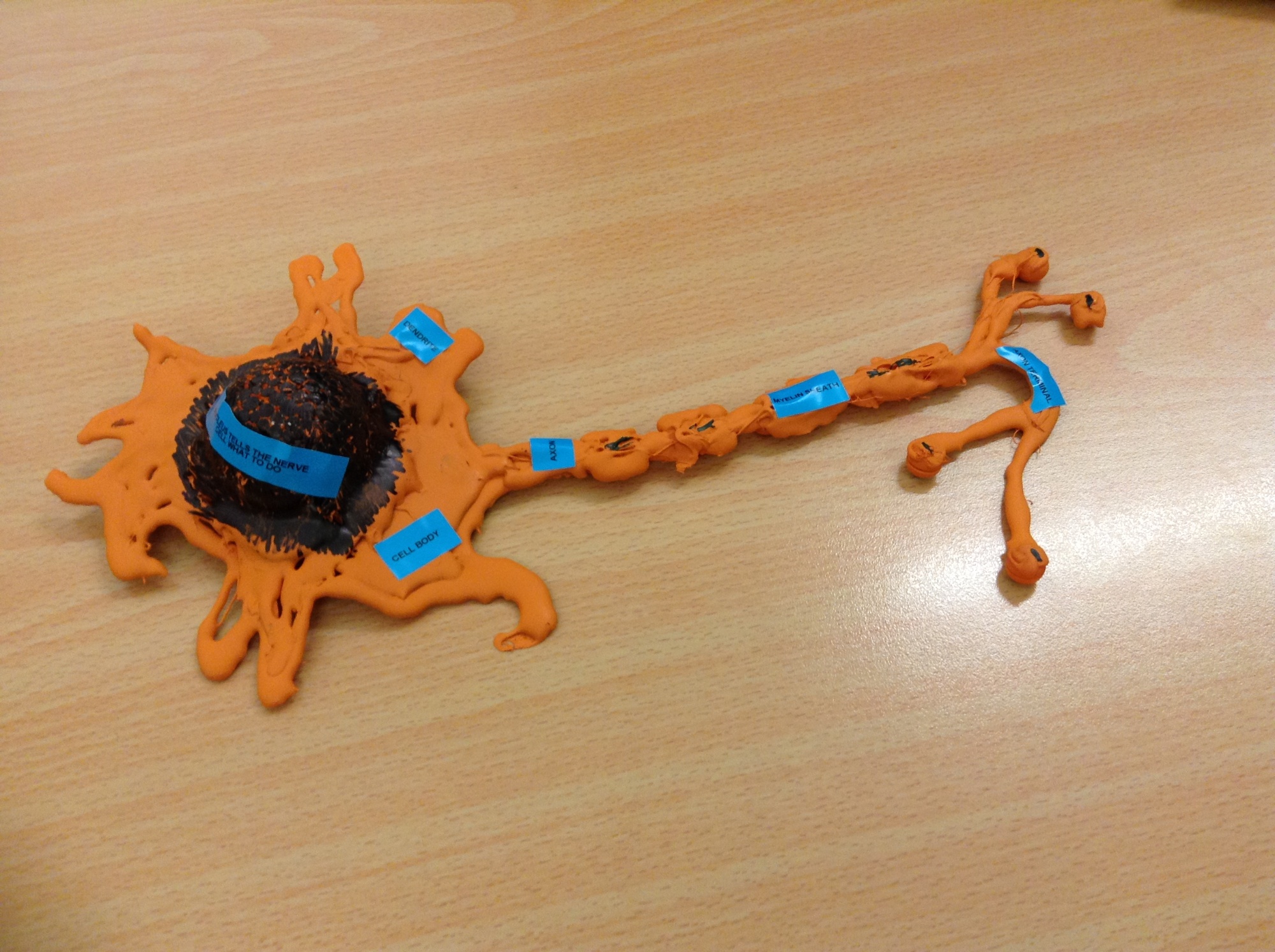 Model of a cell by Jenson